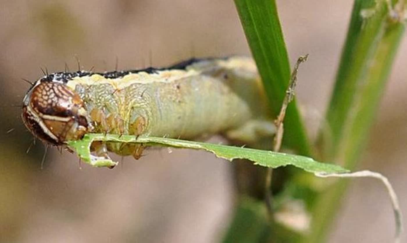 An armyworm eating a blade of grass