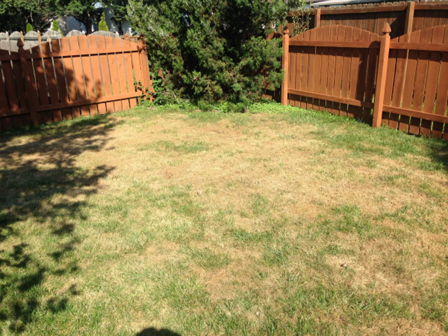 A back yard lawn badly damaged by armyworms