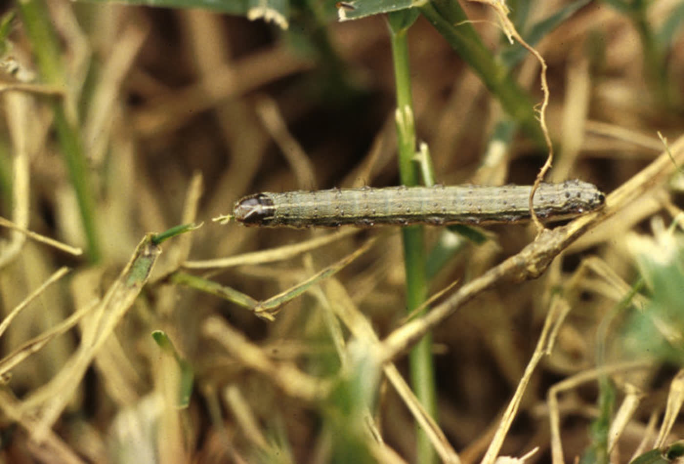 An armyworm on dry grass