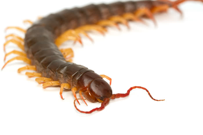 A centipede