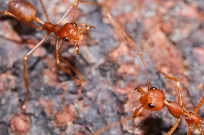 Fire ants