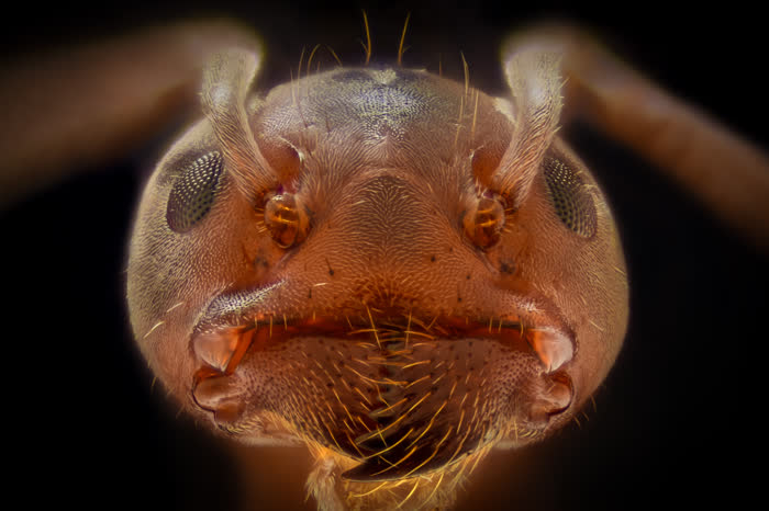 An ant close up