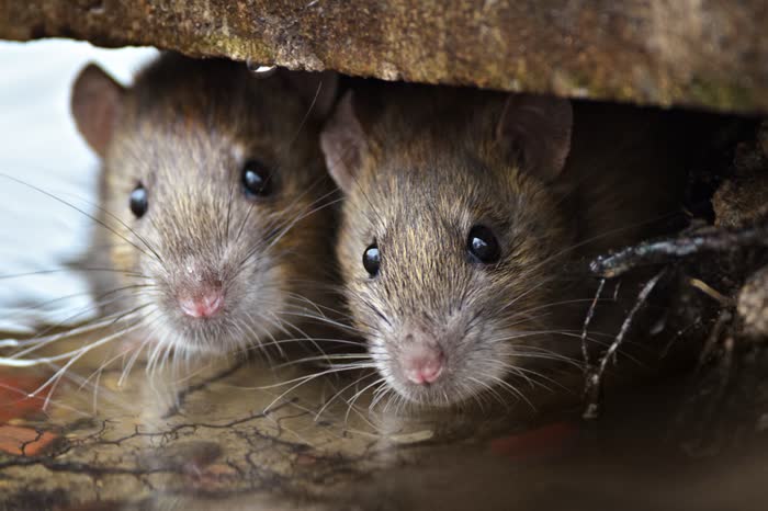 Two mice