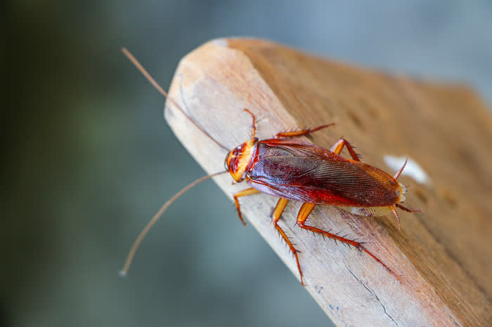 A cockroach