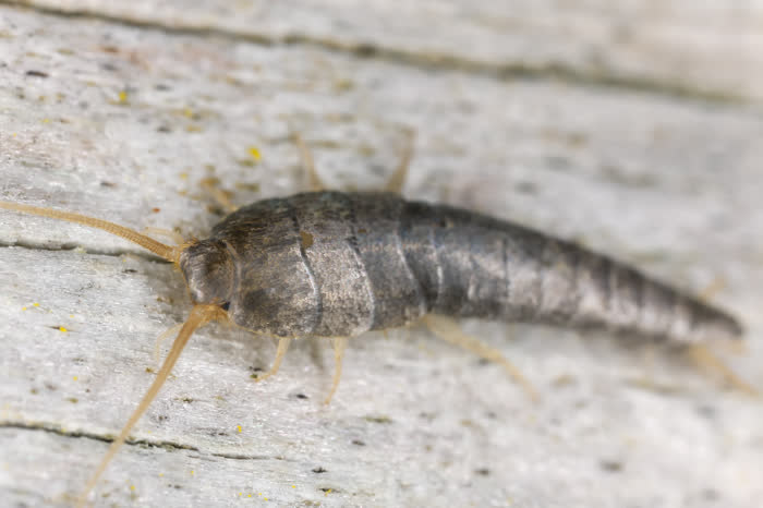 A silverfish