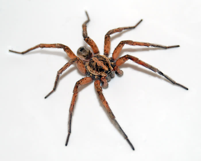 A wolf spider