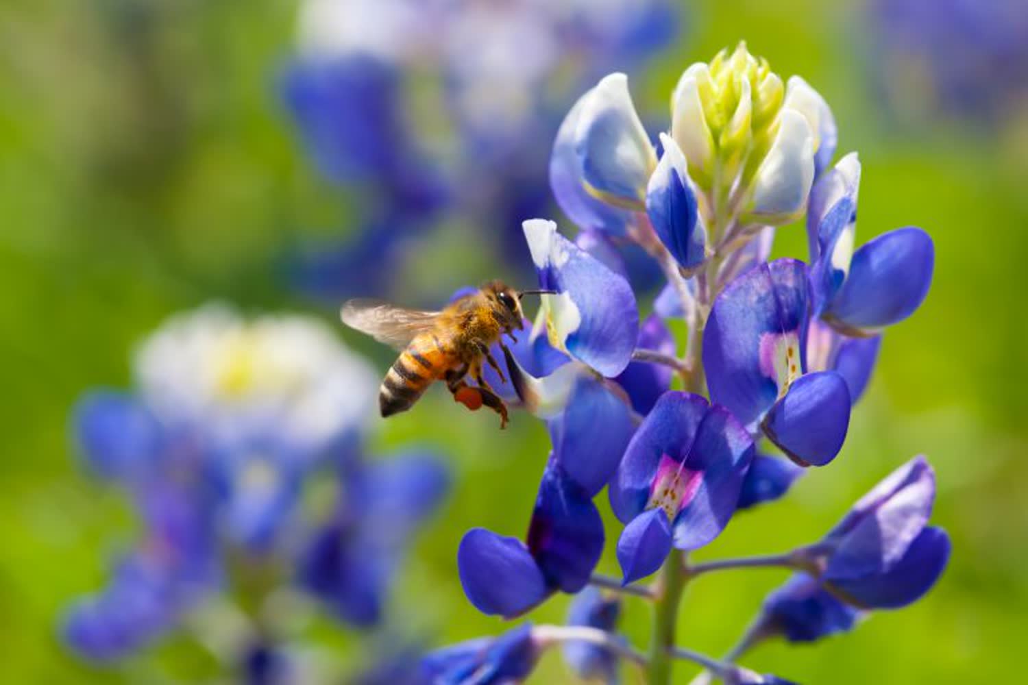 A honey bee on a bluebonnet