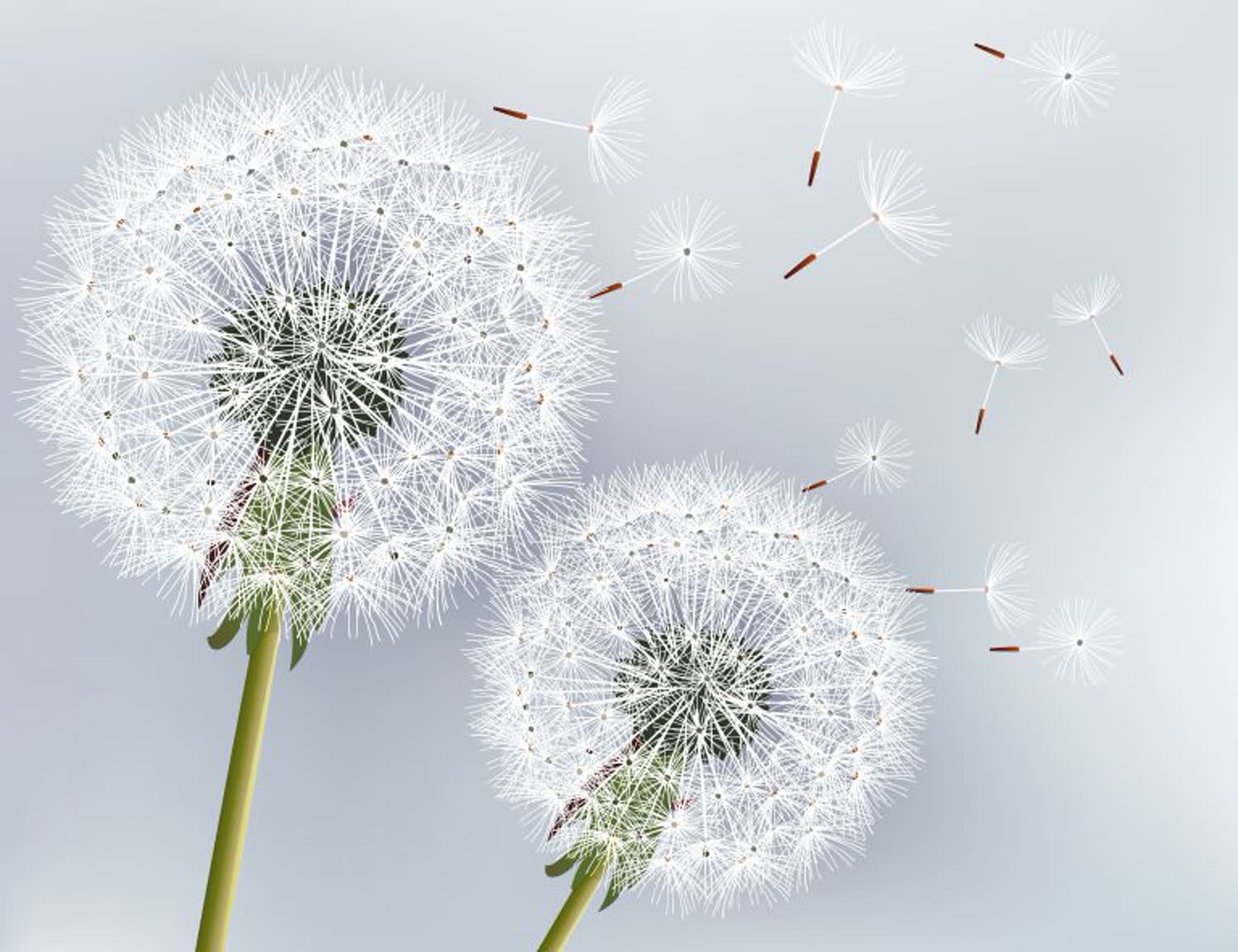 Dandelion seed heads