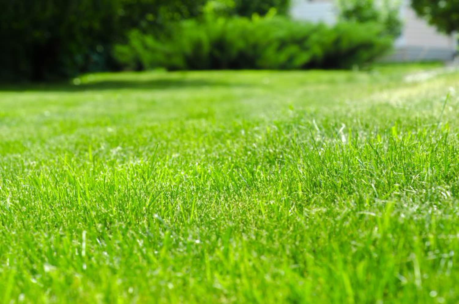A close view of thick healthy turf grass