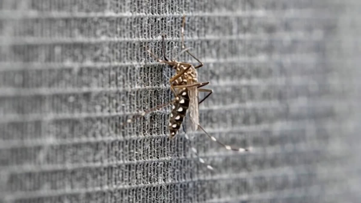 A mosquito resting on the mesh of a control station