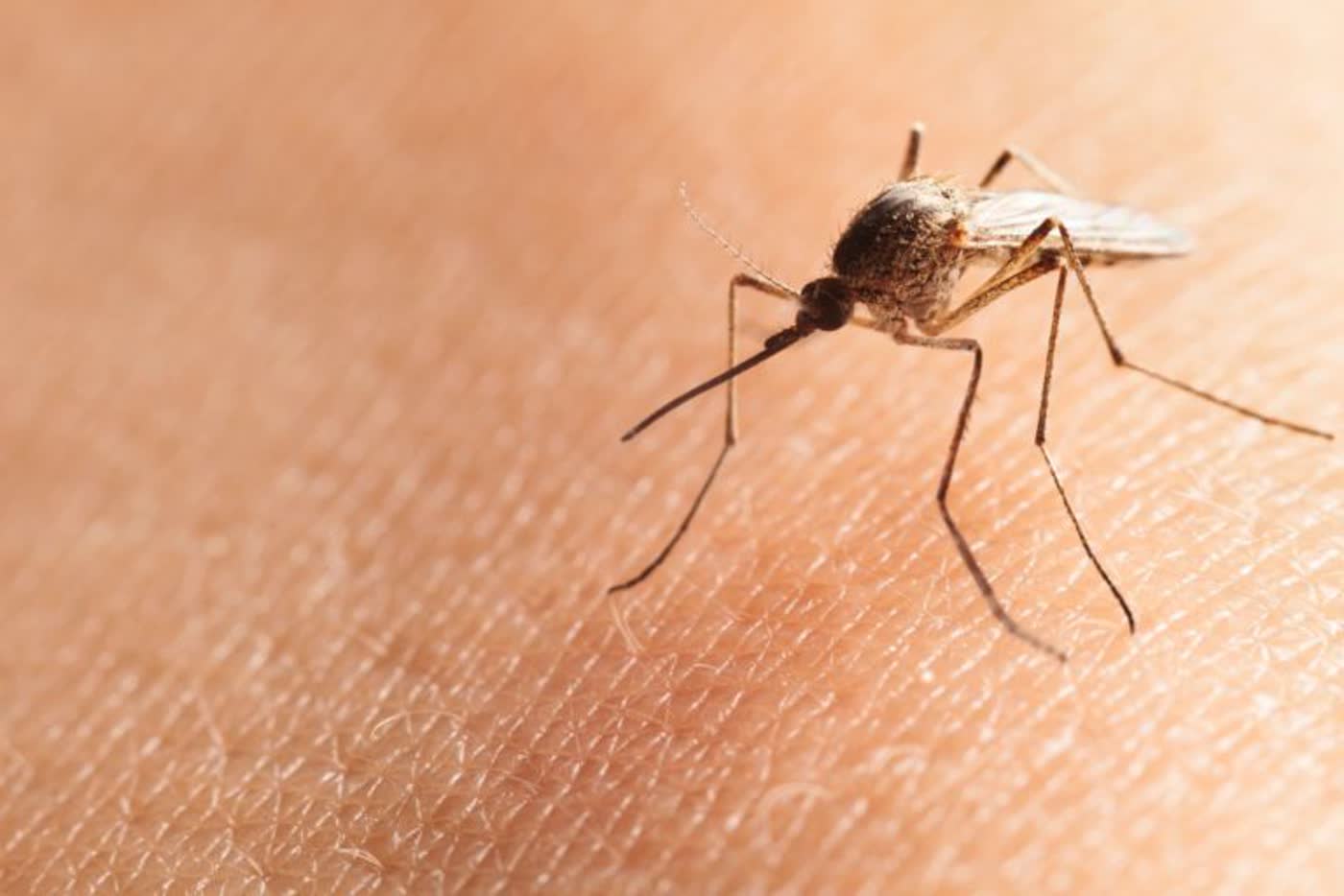 A mosquito on human skin