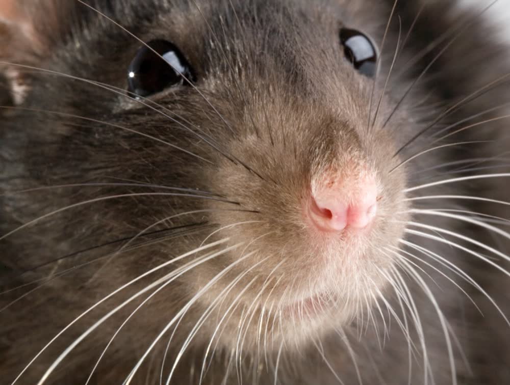A rat close up