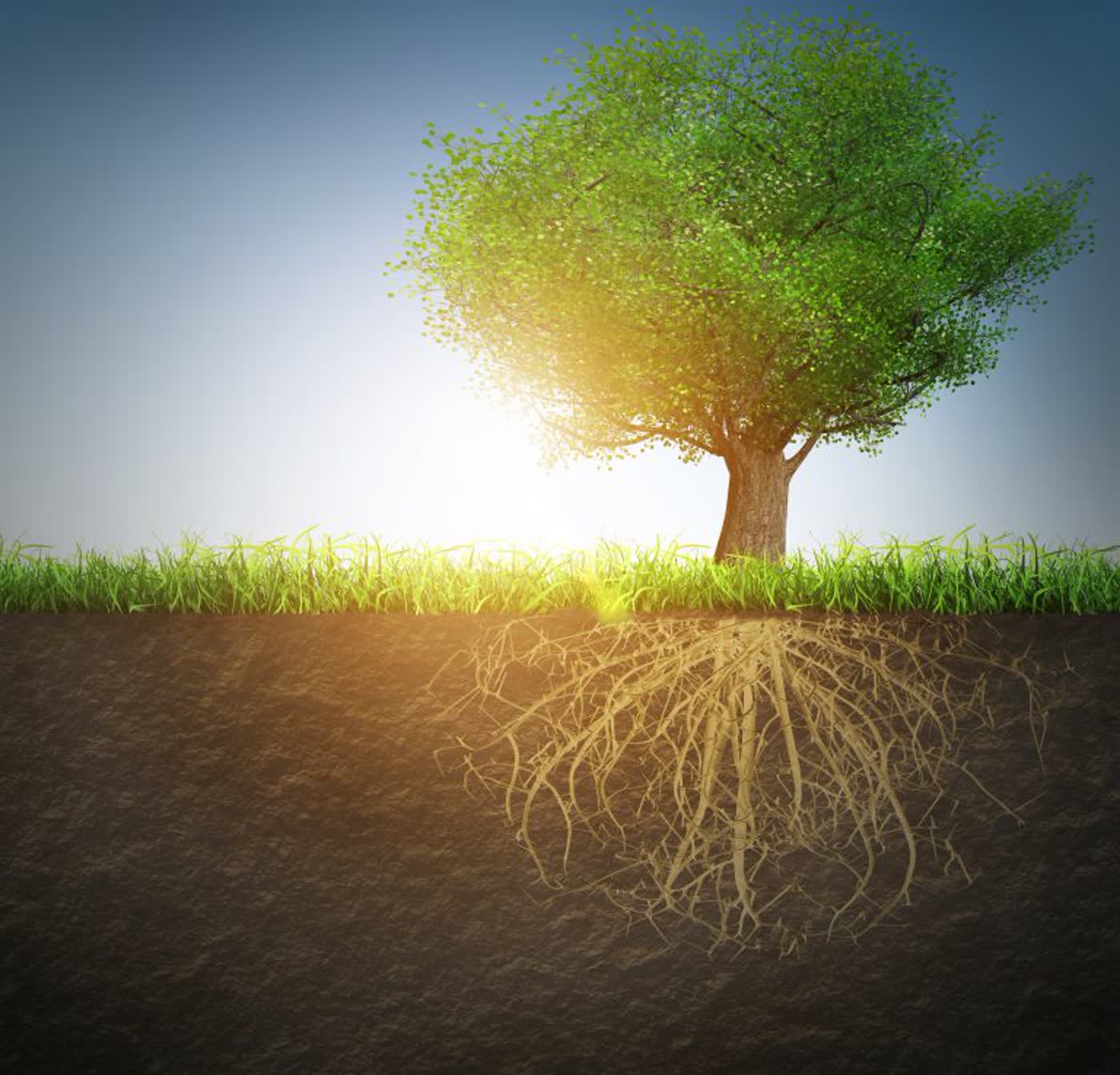 A tree shown with its root system below the soil line