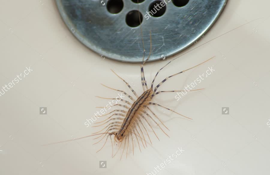 A house centipede in a sink