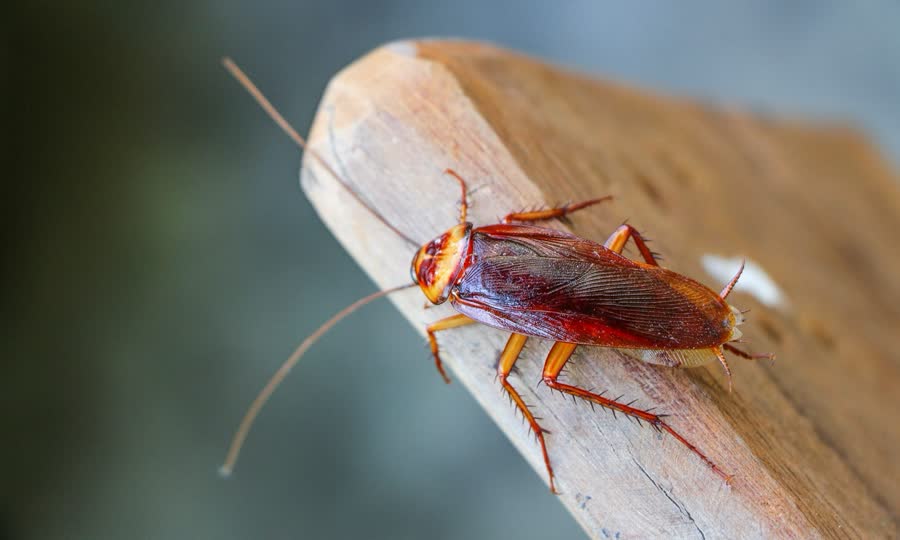 A cockroach on a wooden edge