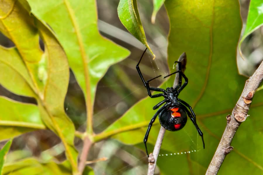 A black widow spider on a branch
