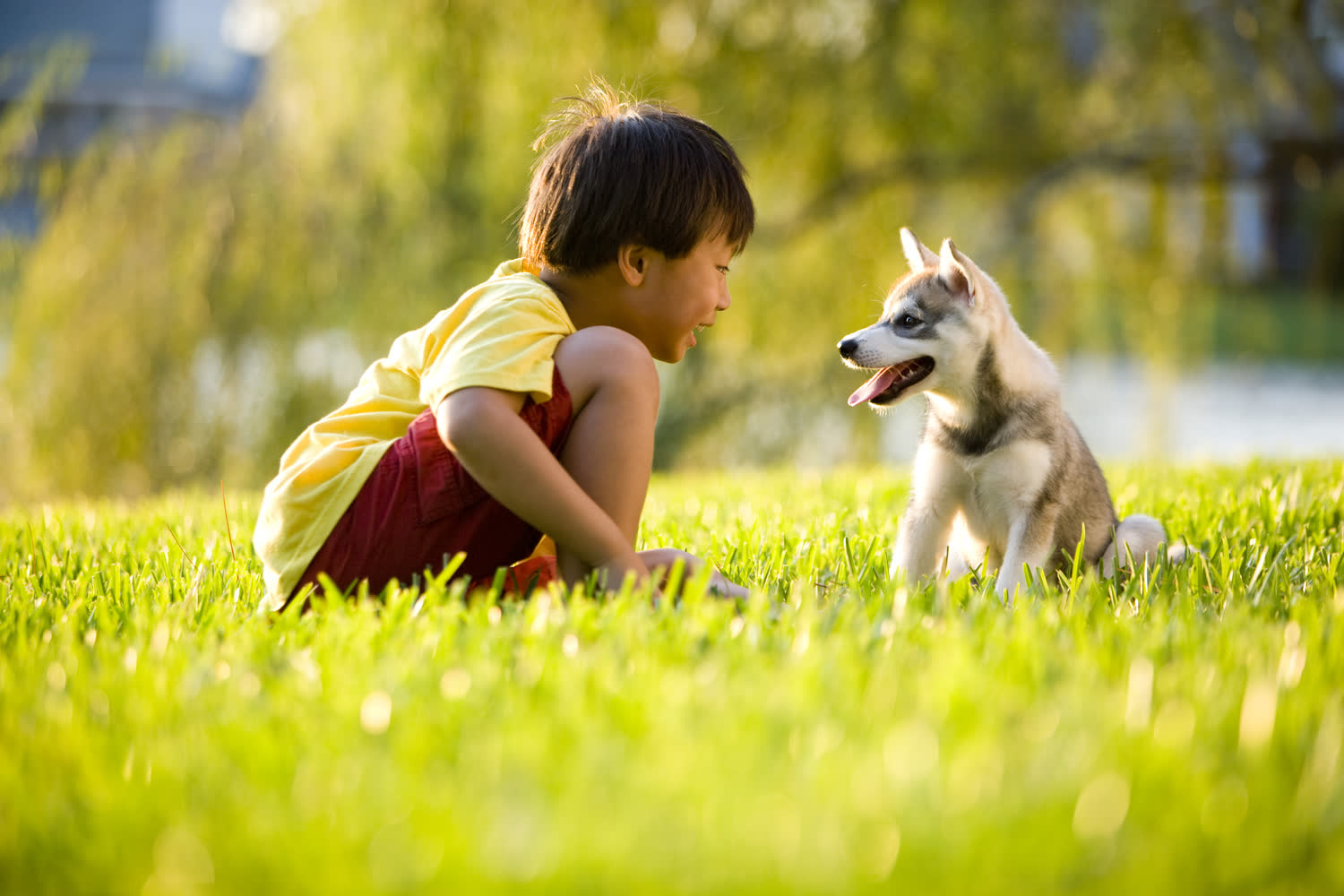 A boy sitting on a green lawn with his dog